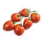 Plant de tomate 'Fleurette' F1 : pot de 0,5 litre